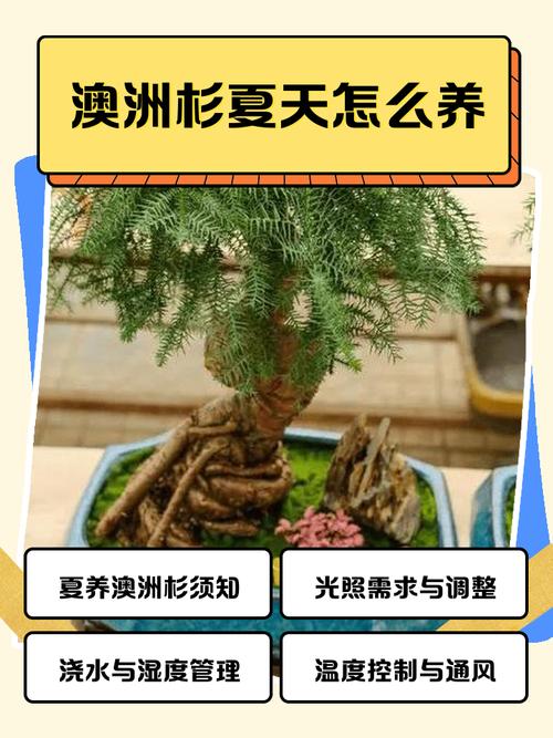 澳洲杉的养殖方法和注意-第2张图片-宁夏农业信息网 澳洲杉的养殖方法和注意-第2张图片-宁夏农业信息网