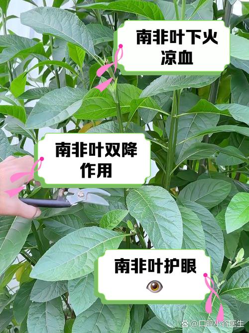 叶子最好处理的方法是什么？-第2张图片-宁夏农业信息网