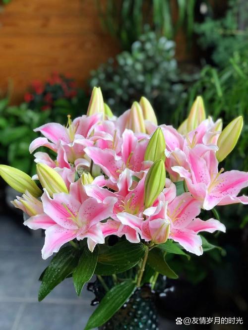 百合哪个品种花瓣最大？-第2张图片-宁夏农业信息网