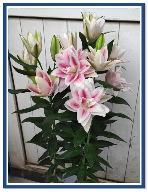 百合哪个品种花瓣最大？-第1张图片-宁夏农业信息网