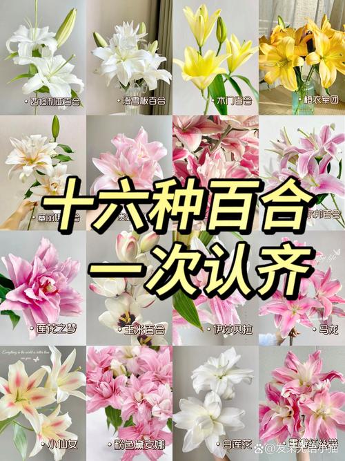 百合哪个品种花瓣最大？-第3张图片-宁夏农业信息网