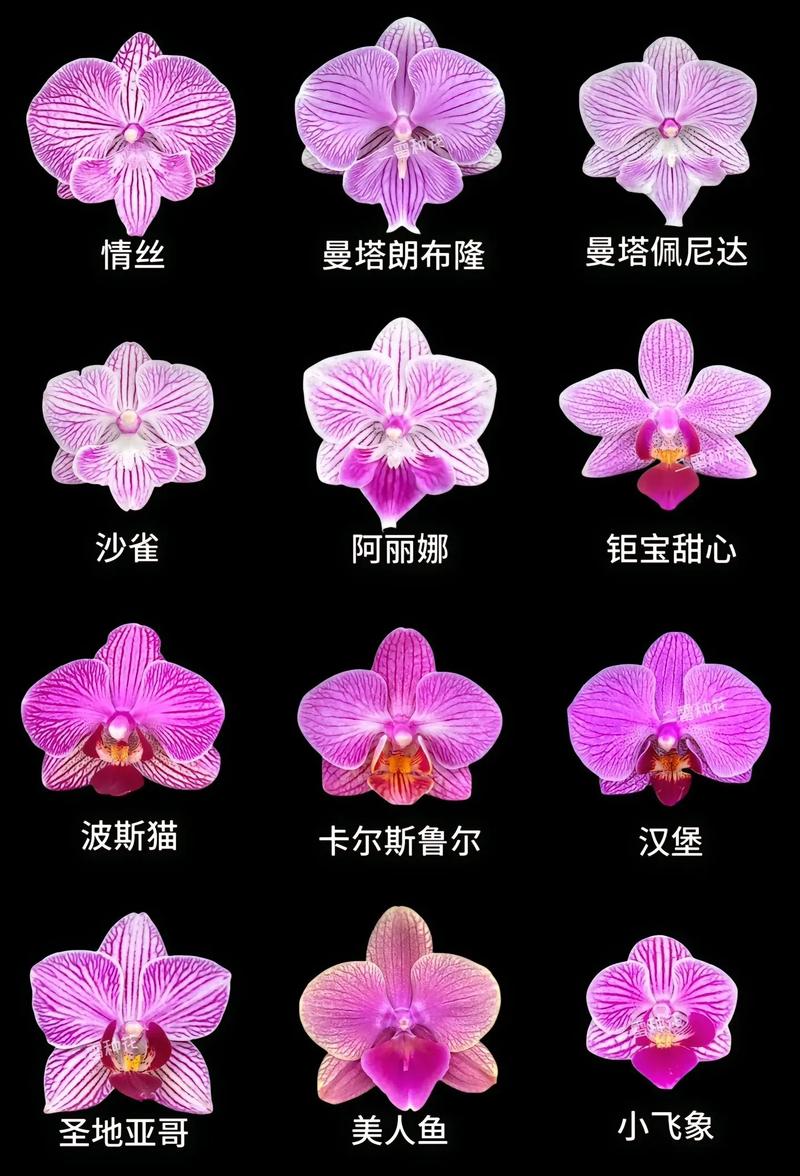 蝴蝶兰双品种摆放，色彩搭配有讲究？-第2张图片-宁夏农业信息网