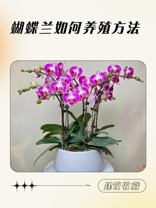 蝴蝶兰双品种摆放，色彩搭配有讲究？-第3张图片-宁夏农业信息网