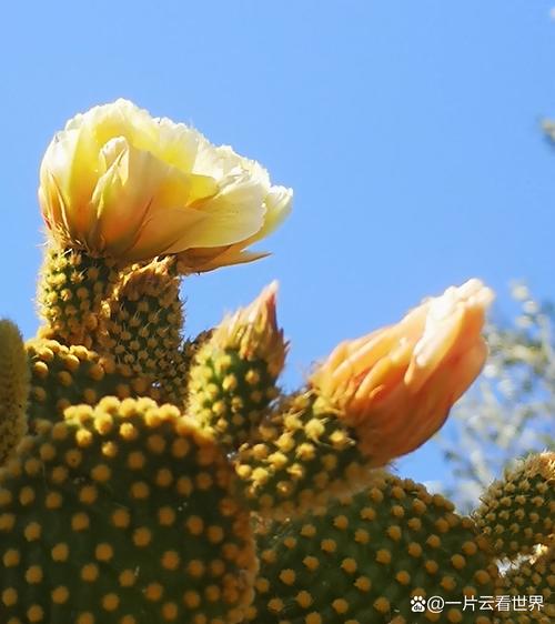 仙人掌花品种有哪些？-第2张图片-宁夏农业信息网