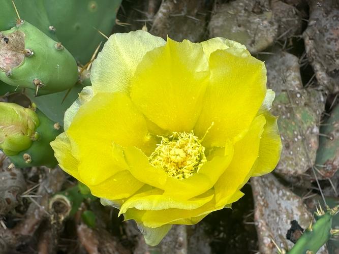 仙人掌花品种有哪些？-第1张图片-宁夏农业信息网