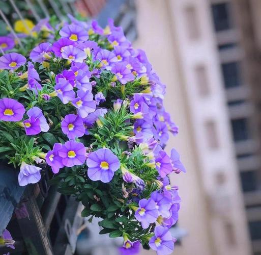 百万小铃过冬，如何安全越冬？-第1张图片-宁夏农业信息网