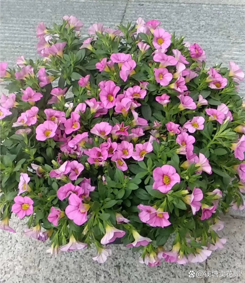 百万小铃过冬，如何安全越冬？-第2张图片-宁夏农业信息网