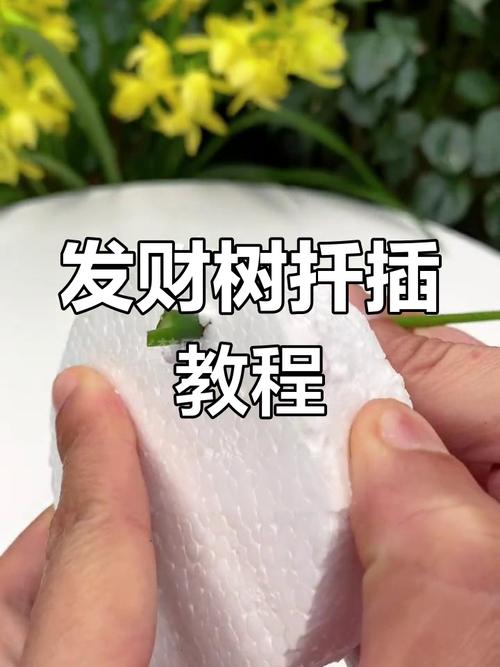 发财树扦插怎么快速生根？-第1张图片-宁夏农业信息网