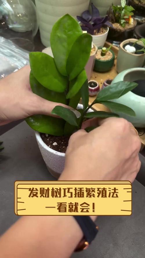 发财树扦插怎么快速生根？-第2张图片-宁夏农业信息网