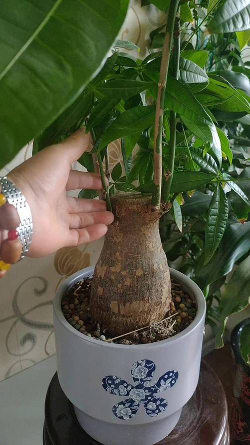 发财树扦插怎么快速生根？-第3张图片-宁夏农业信息网