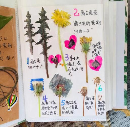 蒲公英大面积种植如何高效管理?-第3张图片-宁夏农业信息网 蒲公英大面积种植如何高效管理?-第3张图片-宁夏农业信息网