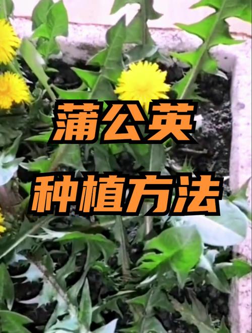 蒲公英大面积种植如何高效管理?-第2张图片-宁夏农业信息网 蒲公英大面积种植如何高效管理?-第2张图片-宁夏农业信息网