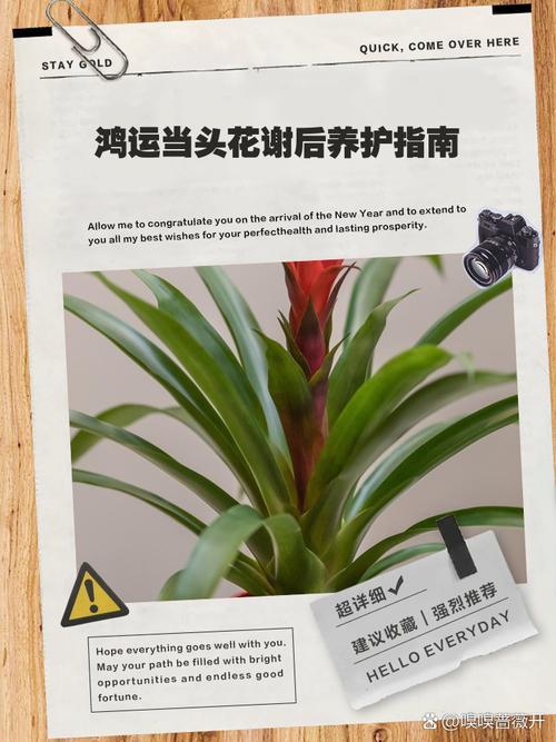 鸿运当头开花后如何移植？-第3张图片-宁夏农业信息网