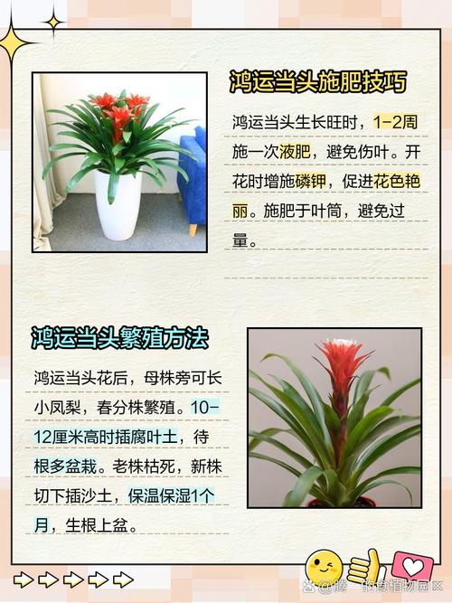 鸿运当头开花后如何移植?-第2张图片-宁夏农业信息网 鸿运当头开花后如何移植?-第2张图片-宁夏农业信息网