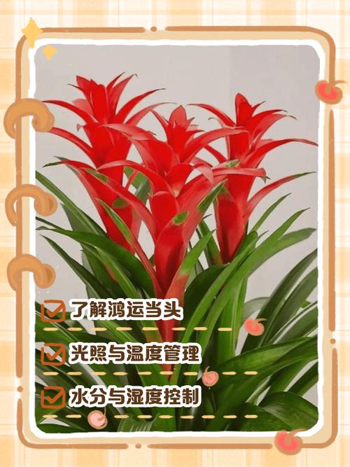 鸿运当头开花后如何移植?-第1张图片-宁夏农业信息网 鸿运当头开花后如何移植?-第1张图片-宁夏农业信息网