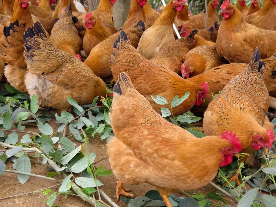 小型土鸡品种多少钱一只-第3张图片-宁夏农业信息网