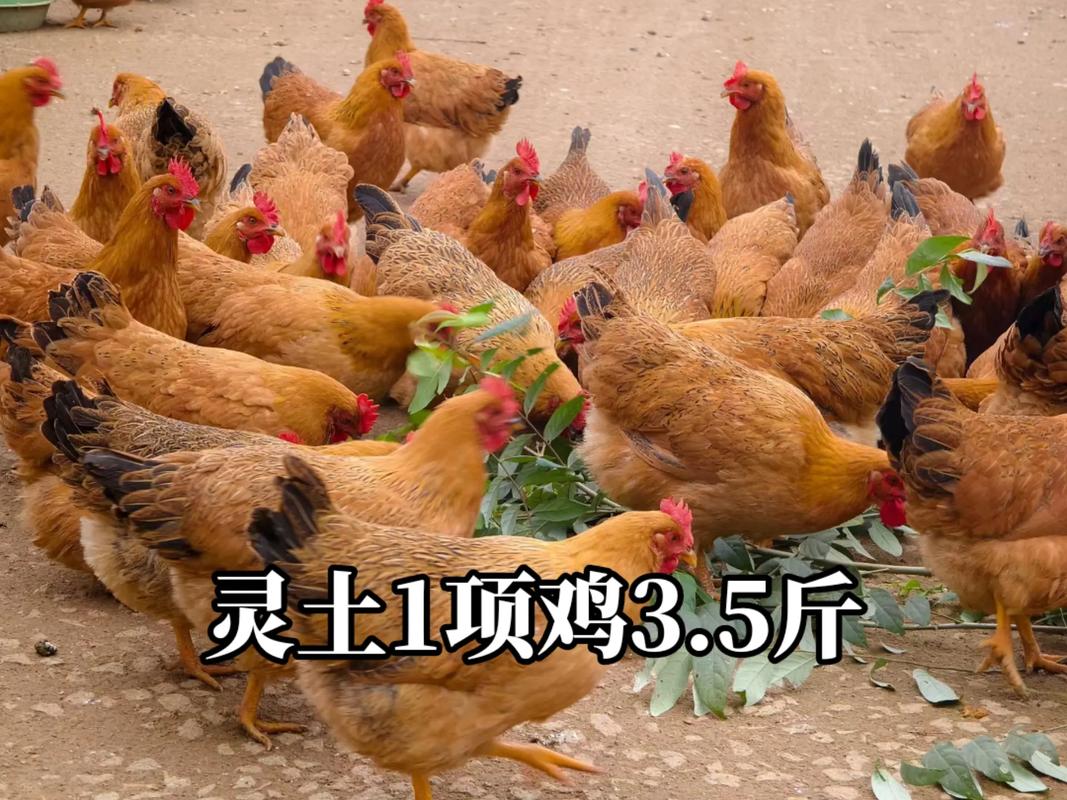 小型土鸡品种多少钱一只-第2张图片-宁夏农业信息网