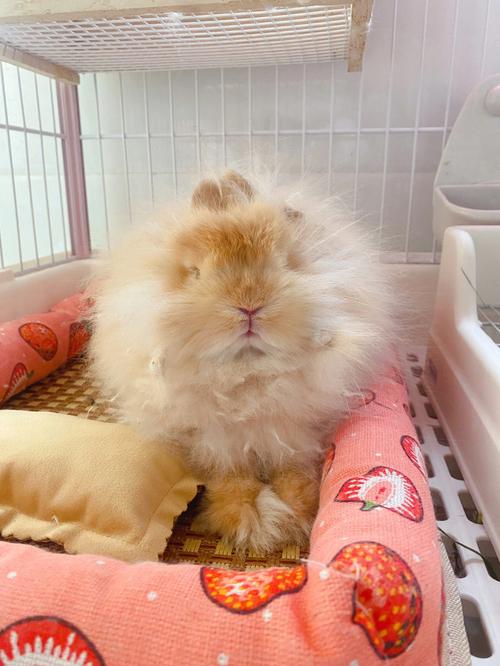 长毛兔哪个品种产毛量最高？-第2张图片-宁夏农业信息网