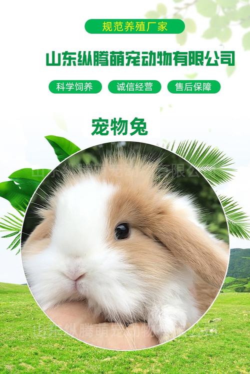长毛兔哪个品种产毛量最高？-第1张图片-宁夏农业信息网