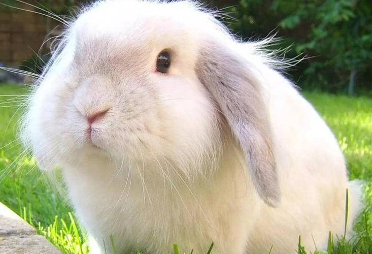 长毛兔哪个品种产毛量最高？-第3张图片-宁夏农业信息网