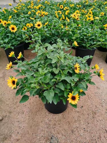 超级向日葵究竟有多少个品种？-第1张图片-宁夏农业信息网