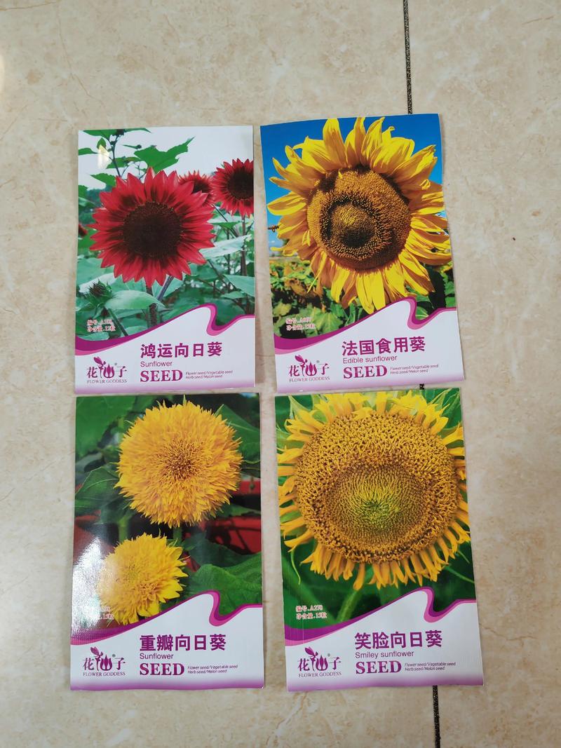 超级向日葵究竟有多少个品种？-第2张图片-宁夏农业信息网