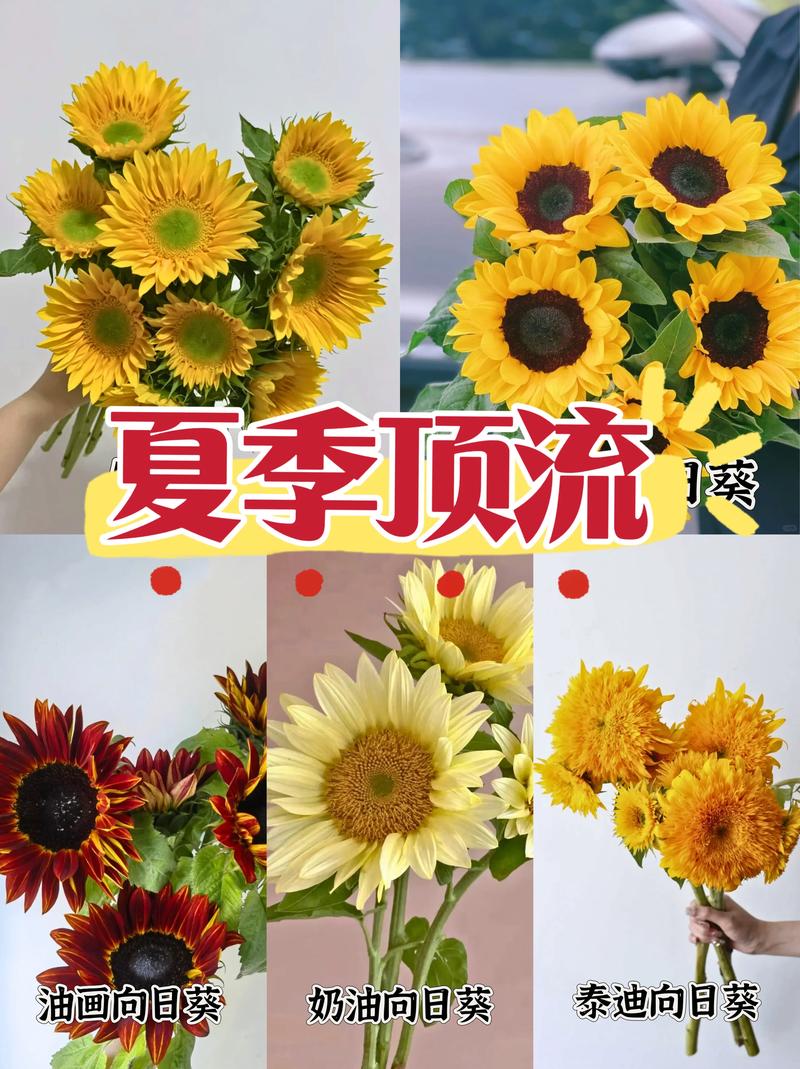 超级向日葵究竟有多少个品种？-第3张图片-宁夏农业信息网