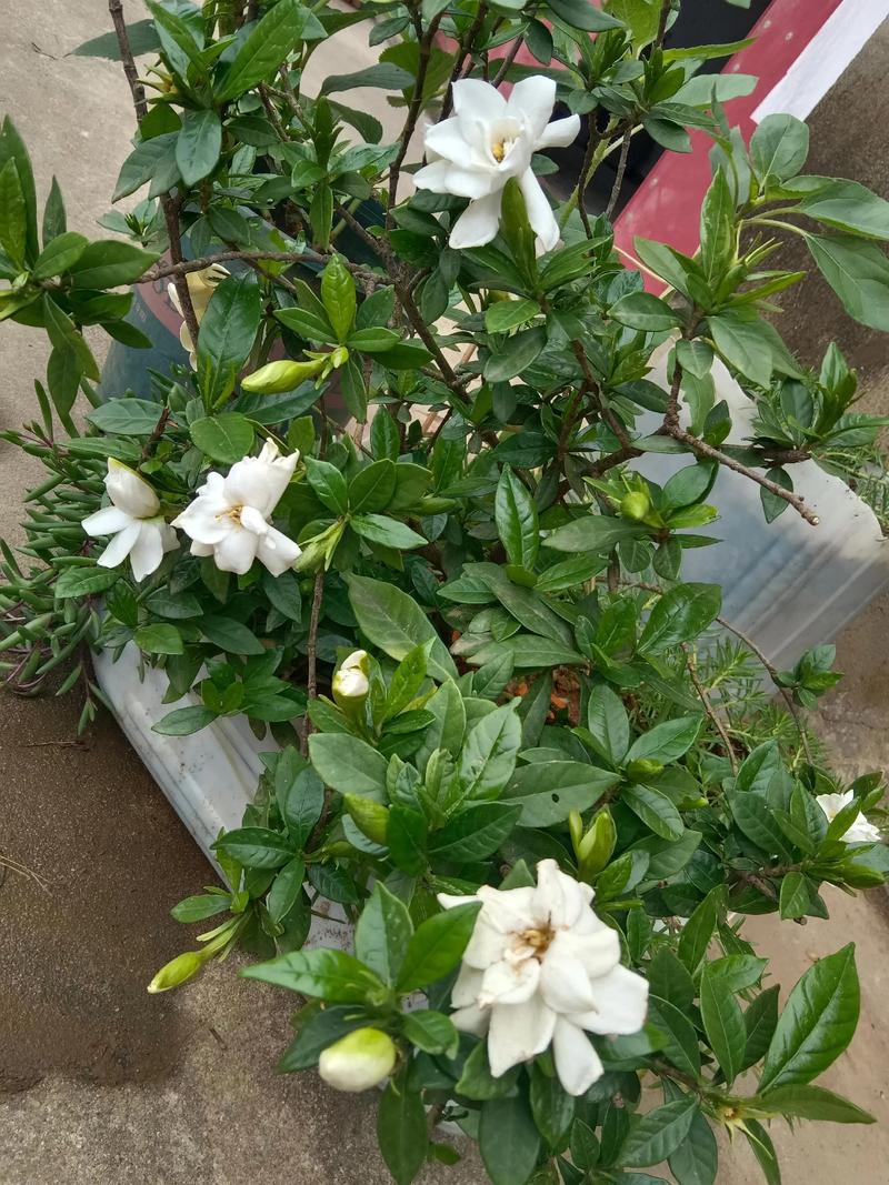 小叶栀子花有多少个品种-第2张图片-宁夏农业信息网 小叶栀子花有多少个品种-第2张图片-宁夏农业信息网