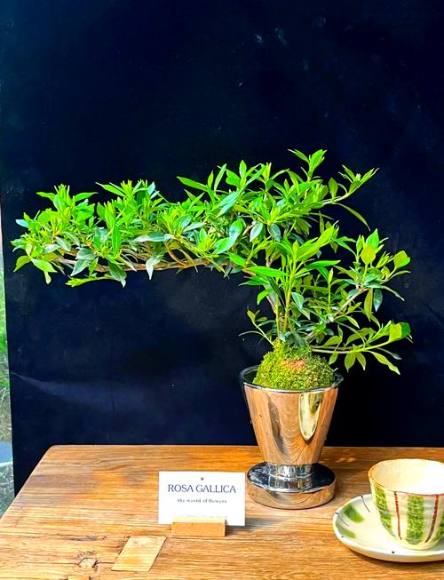 小叶栀子花有多少个品种-第1张图片-宁夏农业信息网 小叶栀子花有多少个品种-第1张图片-宁夏农业信息网