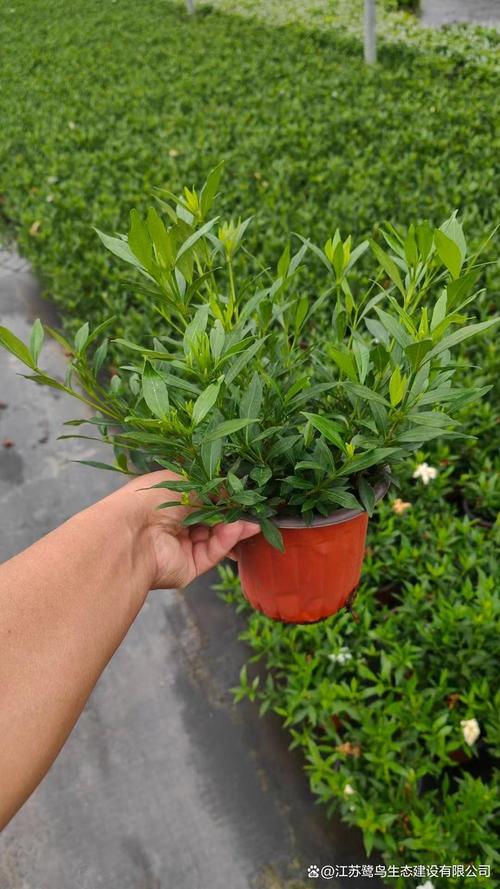 小叶栀子花有多少个品种-第3张图片-宁夏农业信息网