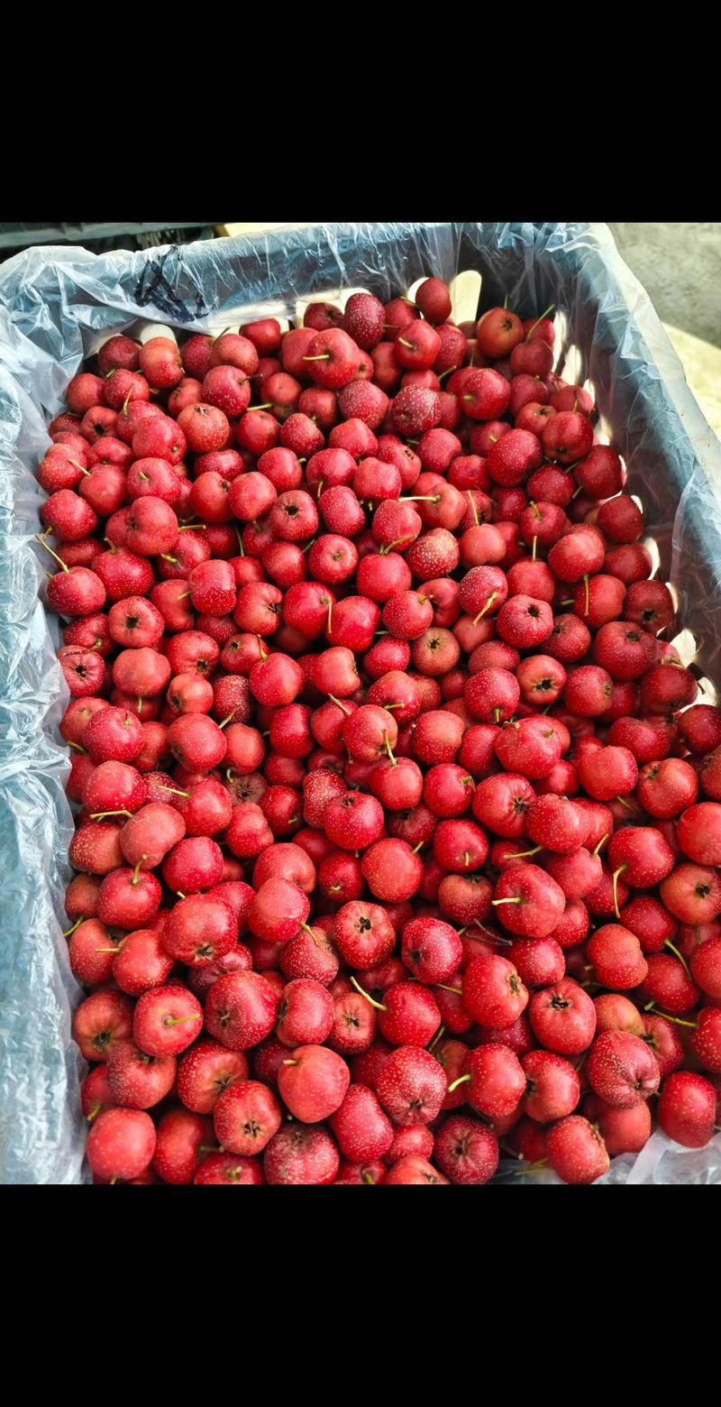 中国农科院最新山楂品种有何优势?-第1张图片-宁夏农业信息网 中国农科院最新山楂品种有何优势?-第1张图片-宁夏农业信息网