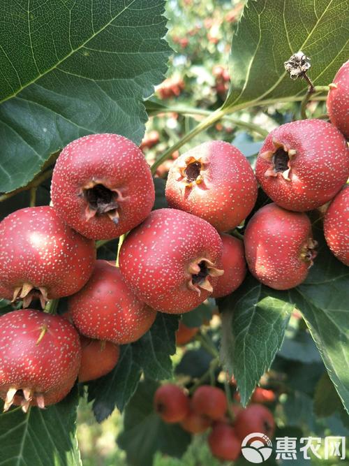 中国农科院最新山楂品种有何优势?-第2张图片-宁夏农业信息网 中国农科院最新山楂品种有何优势?-第2张图片-宁夏农业信息网
