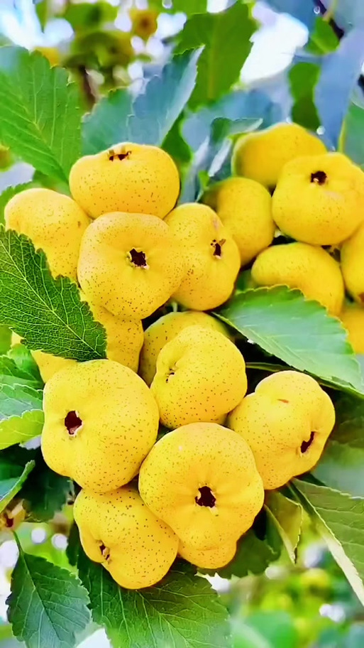 中国农科院最新山楂品种有何优势?-第3张图片-宁夏农业信息网 中国农科院最新山楂品种有何优势?-第3张图片-宁夏农业信息网