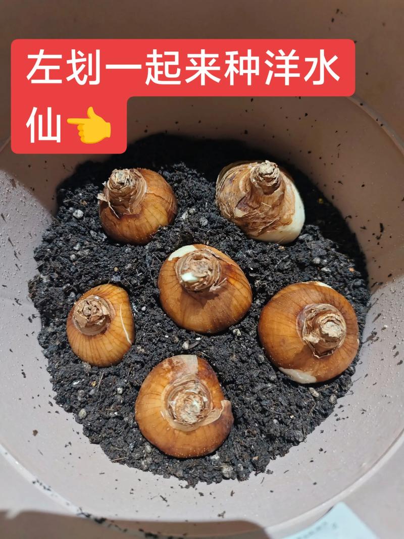 水仙花怎么种植方法时间-第3张图片-宁夏农业信息网 水仙花怎么种植方法时间-第3张图片-宁夏农业信息网