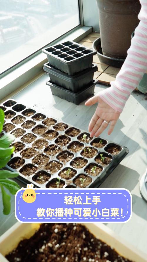 大青菜种子怎么种？步骤技巧有哪些？-第1张图片-宁夏农业信息网