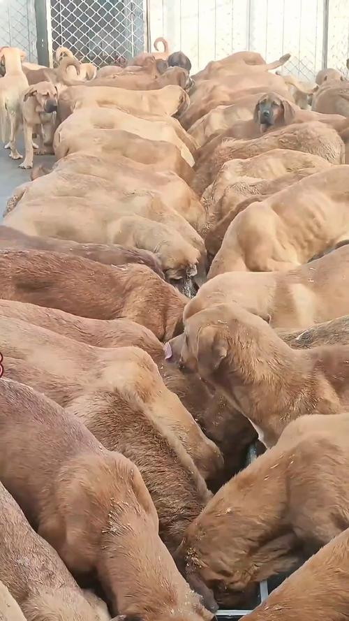 肉狗养殖技术视频有哪些关键方法？-第1张图片-宁夏农业信息网