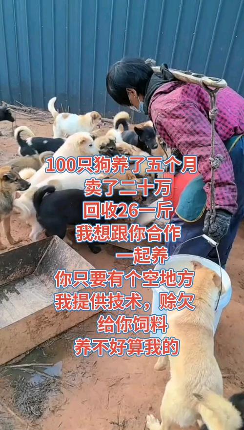 肉狗养殖技术视频有哪些关键方法？-第2张图片-宁夏农业信息网