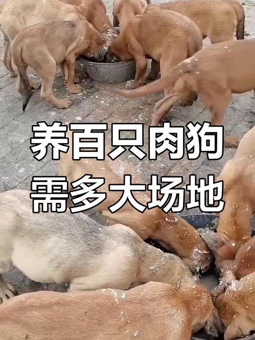 肉狗养殖技术视频有哪些关键方法？-第3张图片-宁夏农业信息网