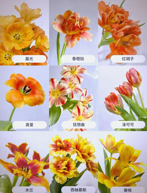 郁金香最大有多少个品种-第2张图片-宁夏农业信息网