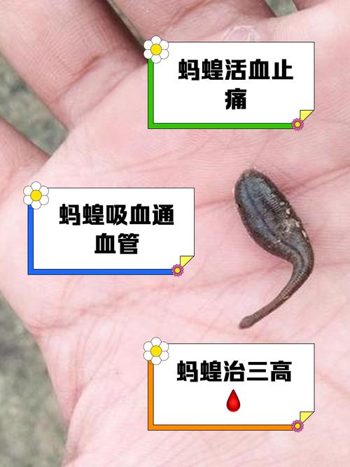 蚂蝗吸附后怎么快速安全去除？-第3张图片-宁夏农业信息网