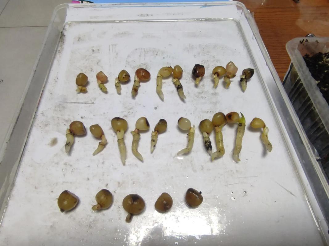 君子兰种子怎么护理？-第3张图片-宁夏农业信息网