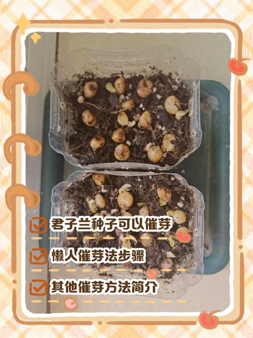 君子兰种子怎么护理？-第1张图片-宁夏农业信息网