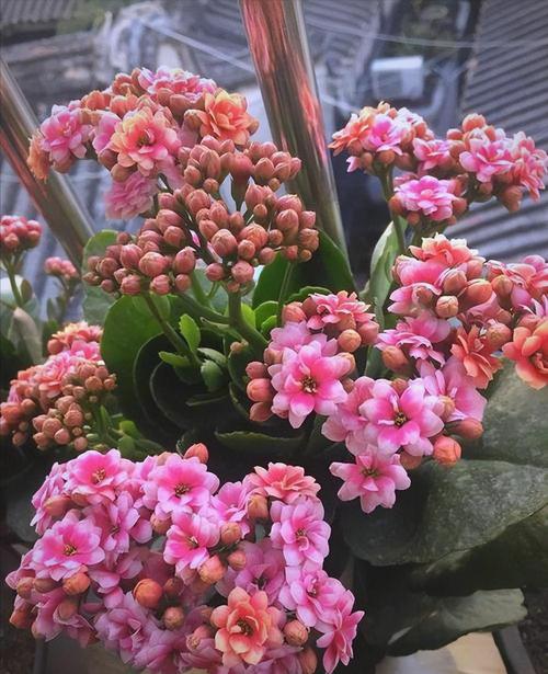 长寿花的秋天的养殖方法-第2张图片-宁夏农业信息网 长寿花的秋天的养殖方法-第2张图片-宁夏农业信息网