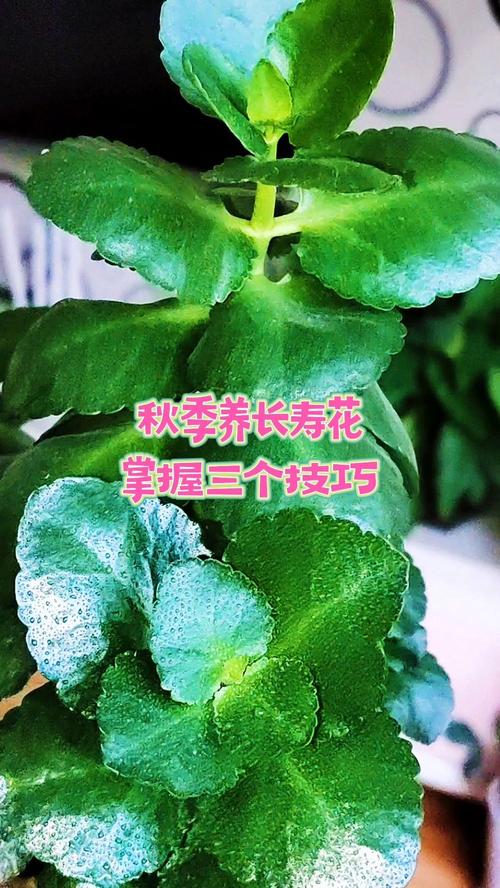 长寿花的秋天的养殖方法-第1张图片-宁夏农业信息网 长寿花的秋天的养殖方法-第1张图片-宁夏农业信息网