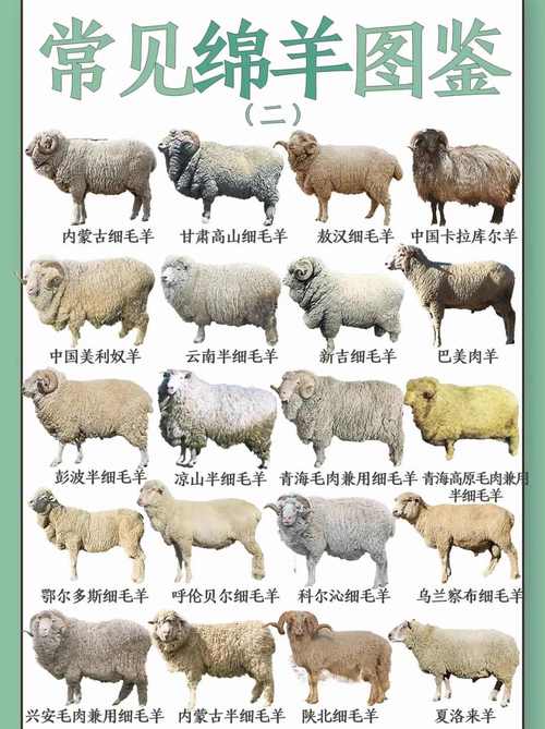 四川适合养什么羊品种？-第3张图片-宁夏农业信息网