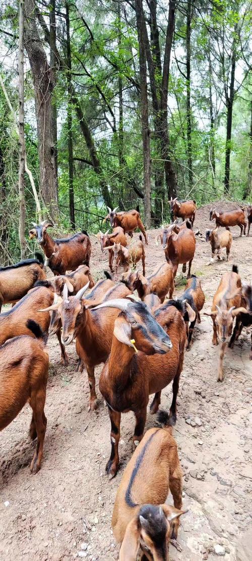 四川适合养什么羊品种？-第2张图片-宁夏农业信息网