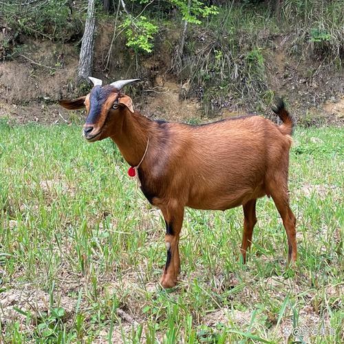 四川适合养什么羊品种？-第1张图片-宁夏农业信息网