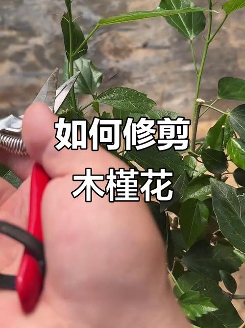 木槿花怎么修剪方法视频-第1张图片-宁夏农业信息网
