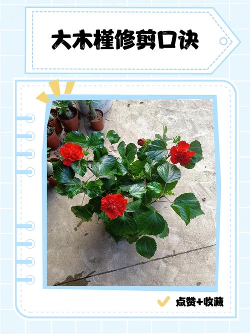 木槿花怎么修剪方法视频-第2张图片-宁夏农业信息网