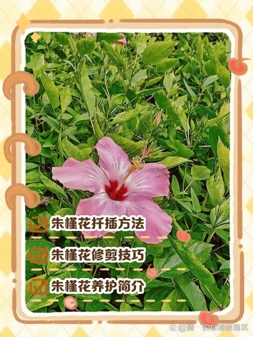 木槿花怎么修剪方法视频-第3张图片-宁夏农业信息网